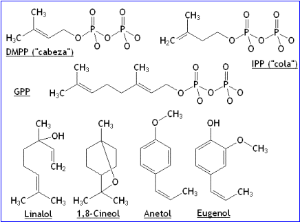 FORMULA QUIMICA MATEINA formula quimica mateina: