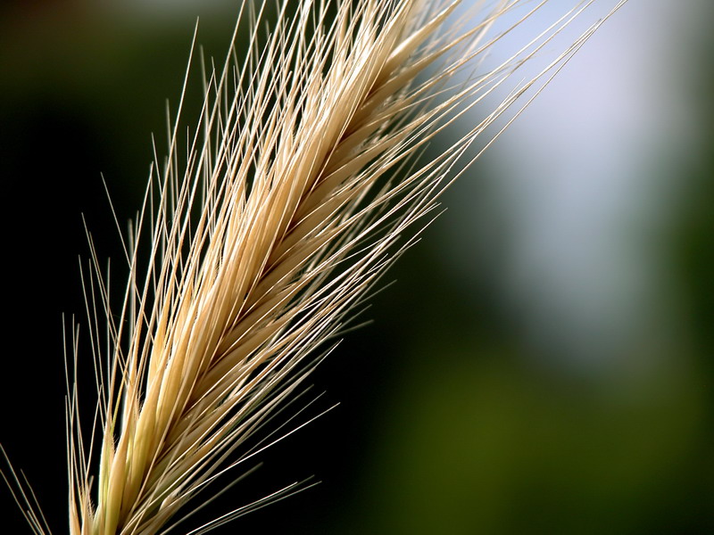 Triticum, La palabra Trigo proviene del vocablo latino tr…